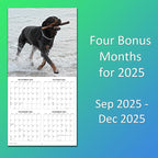 2026 Rottweilers Monthly Wall Calendar | Dogs Calendar September 2025 - December 2026