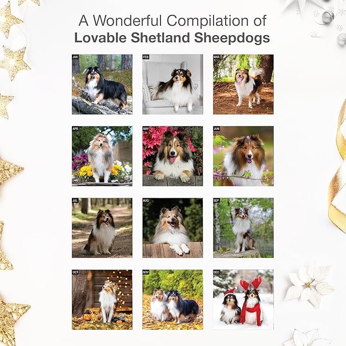 RED EMBER Shetland Sheepdogs 2026 Wall Calendar 12 Month | 12" x 24" Open | Thick & Sturdy Paper | Holiday Gift | Cute Sheltie Puppy Dog Calendar 2026