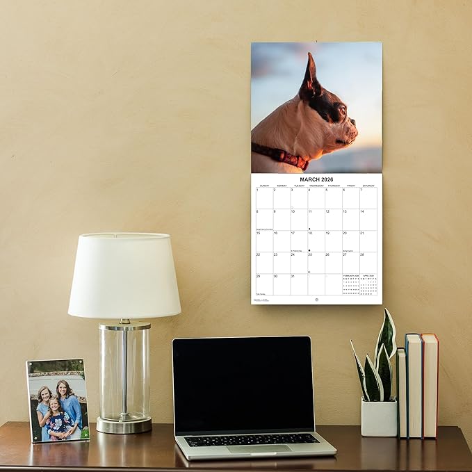 2026 Boston Terriers Monthly Wall Calendar | Dog Calendar September 2025- December 2026