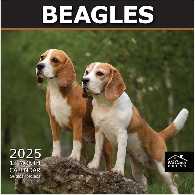 MICASA PRESS - Beagles 2025 Wall Calendar 12 Month | 12" x 24" Open | Thick & Sturdy Paper | Giftable | Dog Calendar 2025