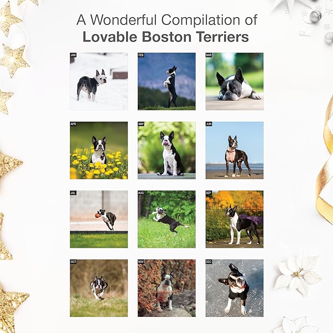 RED EMBER Boston Terriers 2026 Wall Calendar 12 Month | 12" x 24" Open | Thick & Sturdy Paper | Holiday Gift | Cute Puppy Dog Calendar 2026