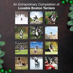 MICASA PRESS Boston Terriers 2026 Wall Calendar 12 Month | 12" x 24" Open | Thick & Sturdy Paper | Holiday Gift | Cute Puppy Dog Calendar 2026