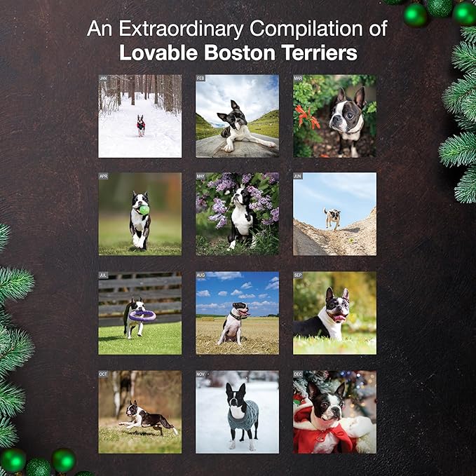MICASA PRESS Boston Terriers 2026 Wall Calendar 12 Month | 12" x 24" Open | Thick & Sturdy Paper | Holiday Gift | Cute Puppy Dog Calendar 2026