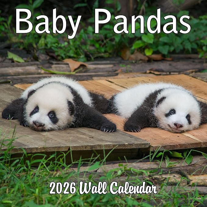 2026 Baby Pandas Monthly Wall Calendar | Cute Baby Animals Calendar 2025-2026