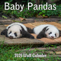 2026 Baby Pandas Monthly Wall Calendar | Cute Baby Animals Calendar 2025-2026