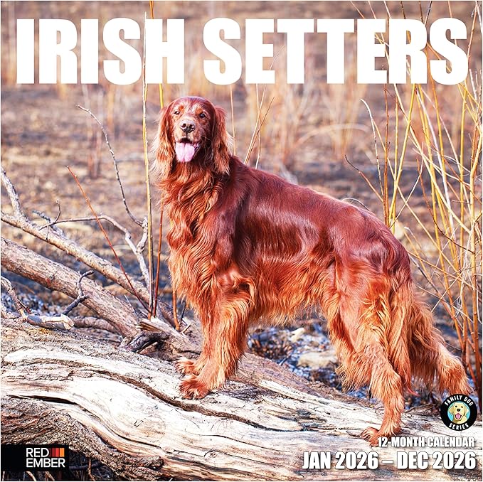 RED EMBER Irish Setters 2026 Wall Calendar 12 Month | 12" x 24" Open | Thick & Sturdy Paper | Holiday Gift | Cute Puppy Dog Calendar 2026