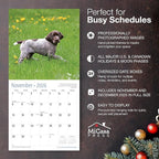 MICASA PRESS German Shorthaired Pointer Puppies 2026 Wall Calendar 12 Month | 12" x 24" Open | Thick & Sturdy Paper | Holiday Gift | Cute GSP Puppy Dog Calendar 2026