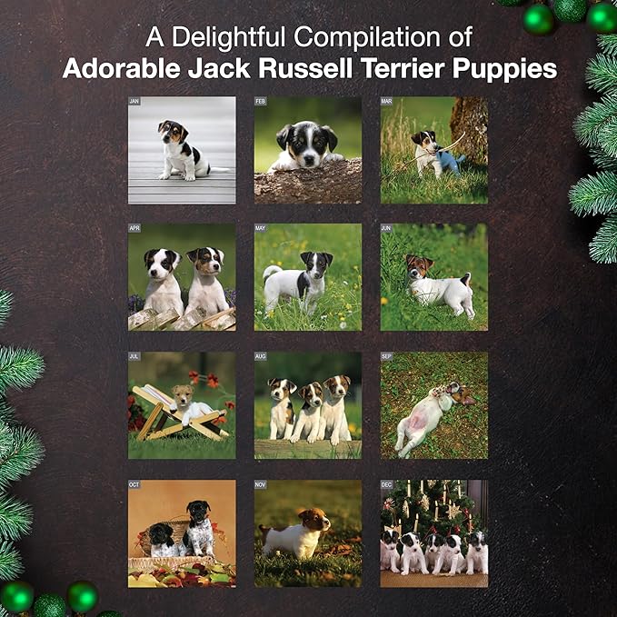 MICASA PRESS Jack Russell Terrier Puppies 2026 Wall Calendar 12 Month | 12" x 24" Open | Thick & Sturdy Paper | Holiday Gift | Cute Puppy Dog Calendar 2026