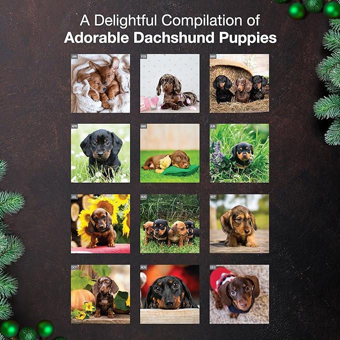 MICASA PRESS Dachshund Puppies 2026 Mini Wall Calendar 12 Month | 7" x 14" Open | Thick & Sturdy Paper | Holiday Gift | Cute Puppy Weiner Dog Calendar 2026