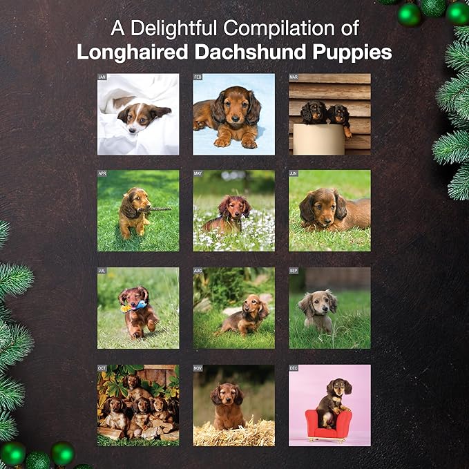 MICASA PRESS Longhaired Dachshund Puppies 2026 Wall Calendar 12 Month | 12" x 24" Open | Thick & Sturdy Paper | Holiday Gift | Cute Weiner Puppy Dog Calendar 2026