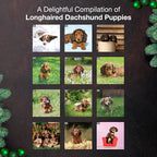 MICASA PRESS Longhaired Dachshund Puppies 2026 Wall Calendar 12 Month | 12" x 24" Open | Thick & Sturdy Paper | Holiday Gift | Cute Weiner Puppy Dog Calendar 2026