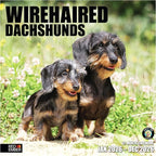 RED EMBER Wirehaired Dachshunds 2026 Wall Calendar 12 Month | 12" x 24" Open | Thick & Sturdy Paper | Holiday Gift | Cute Puppy Weiner Dog Calendar 2026