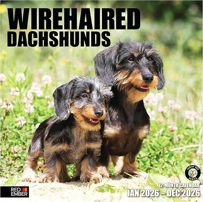 RED EMBER Wirehaired Dachshunds 2026 Wall Calendar 12 Month | 12" x 24" Open | Thick & Sturdy Paper | Holiday Gift | Cute Puppy Weiner Dog Calendar 2026