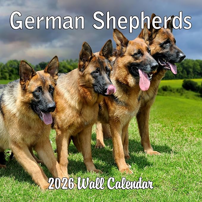 2026 German Shepherds Monthly Wall Calendar | Dog Calendar September 2025 - December 2026