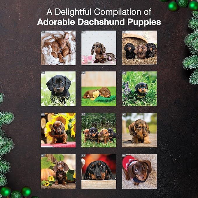 MICASA PRESS Dachshund Puppies 2026 Wall Calendar 12 Month | 12" x 24" Open | Thick & Sturdy Paper | Holiday Gift | Cute Puppy Weiner Dog Calendar 2026