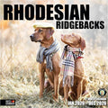 RED EMBER Rhodesian Ridgebacks 2026 Wall Calendar 12 Month | 12" x 24" Open | Thick & Sturdy Paper | Holiday Gift | Cute Puppy Dog Calendar 2026