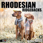 RED EMBER Rhodesian Ridgebacks 2026 Wall Calendar 12 Month | 12" x 24" Open | Thick & Sturdy Paper | Holiday Gift | Cute Puppy Dog Calendar 2026