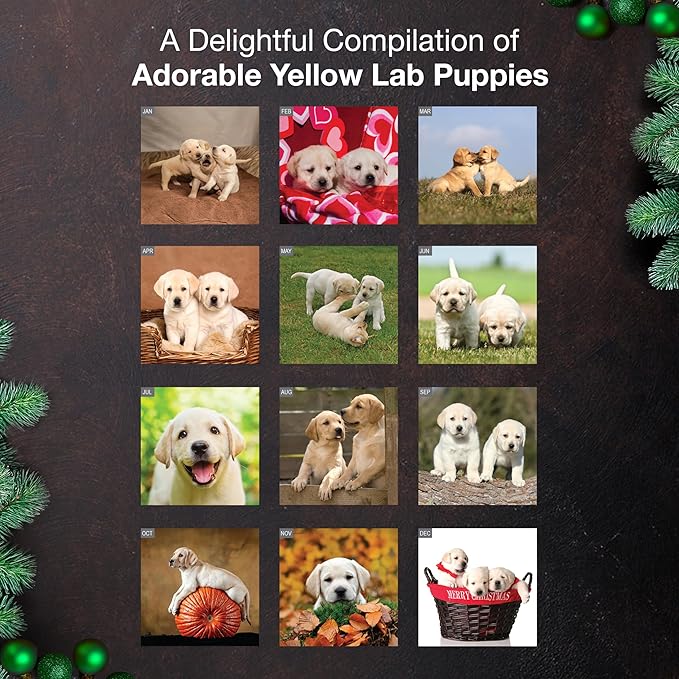 MICASA PRESS Yellow Lab Puppies 2026 Wall Calendar 12 Month | 12" x 24" Open | Thick & Sturdy Paper | Holiday Gift | Cute Labrador Retriever Puppy Dog Calendar 2026