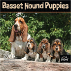 MICASA PRESS Basset Hound Puppies 2026 Wall Calendar 12 Month | 12" x 24" Open | Thick & Sturdy Paper | Holiday Gift | Cute Puppy Dog Calendar 2026