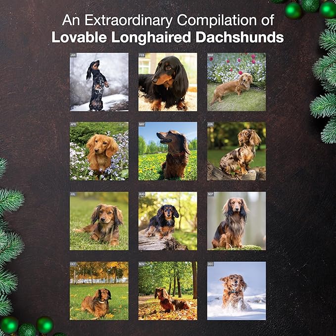 MICASA PRESS Longhaired Dachshunds 2026 Wall Calendar 12 Month | 12" x 24" Open | Thick & Sturdy Paper | Holiday Gift | Cute Puppy Weiner Dog Calendar 2026