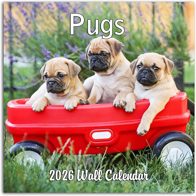 2026 Pugs Monthly Wall Calendar | Cute Dogs Calendar September 2025 - December 2026