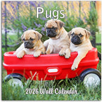 2026 Pugs Monthly Wall Calendar | Cute Dogs Calendar September 2025 - December 2026