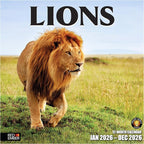 RED EMBER Lions 2026 Wall Calendar 12 Month | 12" x 24" Open | Thick & Sturdy Paper | Holiday Gift | Big Cats Animal Calendar 2026