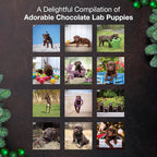 MICASA PRESS Chocolate Lab Puppies 2026 Wall Calendar 12 Month | 12" x 24" Open | Thick & Sturdy Paper | Holiday Gift | Cute Labrador Retriever Puppy Dog Calendar 2026