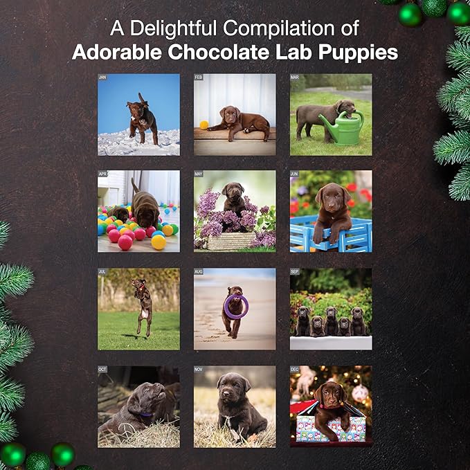 MICASA PRESS Chocolate Lab Puppies 2026 Wall Calendar 12 Month | 12" x 24" Open | Thick & Sturdy Paper | Holiday Gift | Cute Labrador Retriever Puppy Dog Calendar 2026