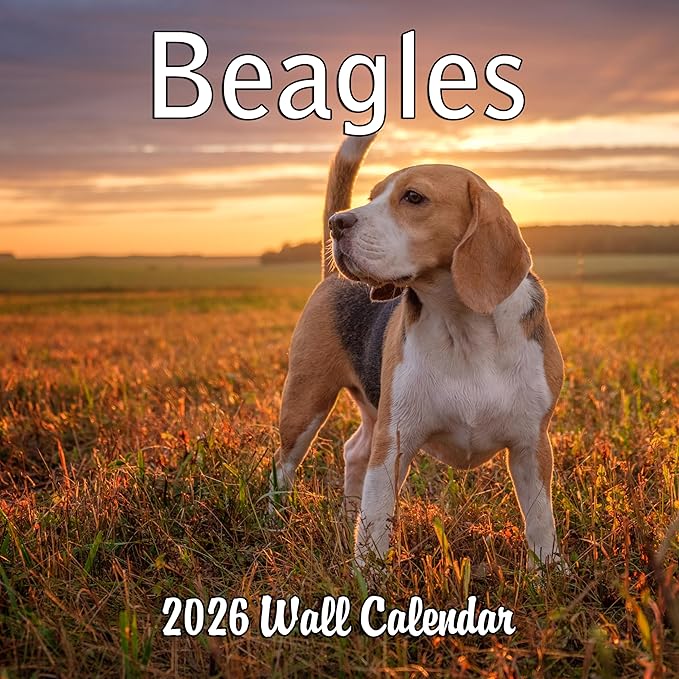 2026 Beagles Monthly Wall Calendar | Cute Dog Calendar September 2025 - December 2026