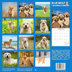 2026 Golden Retrievers Monthly Wall Calendar | Cute Dogs Calendar September 2025 - December 2026