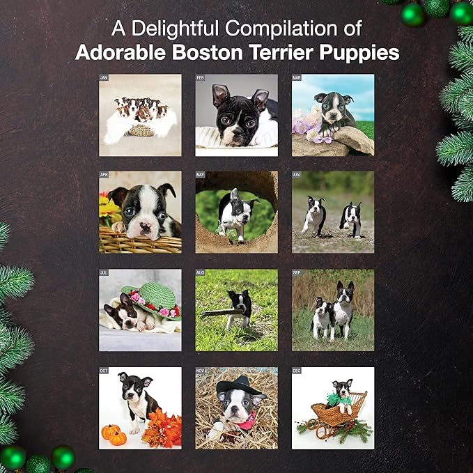 MICASA PRESS Boston Terrier Puppies 2026 Wall Calendar 12 Month | 12" x 24" Open | Thick & Sturdy Paper | Holiday Gift | Cute Puppy Dog Calendar 2026