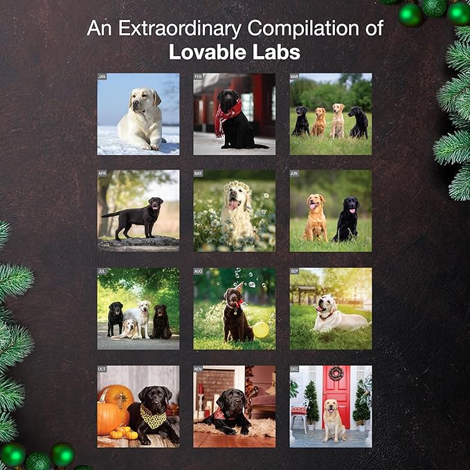 MICASA PRESS Labs 2026 Wall Calendar 12 Month | 12" x 24" Open | Thick & Sturdy Paper | Holiday Gift | Cute Labrador Retriever Puppy Dog Calendar 2026