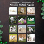 MICASA PRESS Maltese Puppies 2026 Wall Calendar 12 Month | 12" x 24" Open | Thick & Sturdy Paper | Holiday Gift | Cute Puppy Dog Calendar 2026