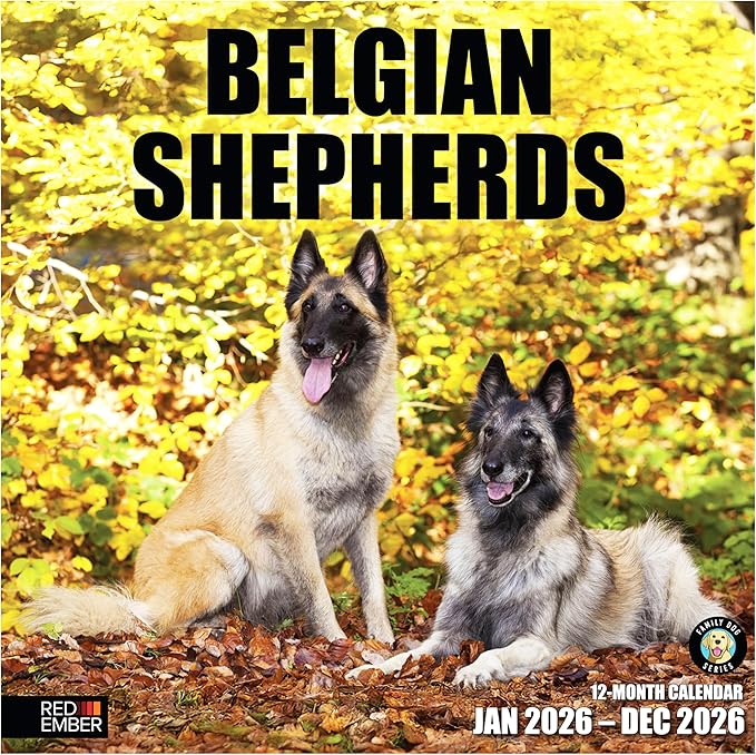 RED EMBER Belgian Shepherds 2026 Wall Calendar 12 Month | 12" x 24" Open | Thick & Sturdy Paper | Holiday Gift | Cute Puppy Dog Calendar 2026