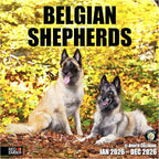 RED EMBER Belgian Shepherds 2026 Wall Calendar 12 Month | 12" x 24" Open | Thick & Sturdy Paper | Holiday Gift | Cute Puppy Dog Calendar 2026