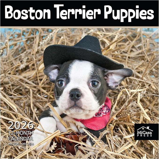 MICASA PRESS Boston Terrier Puppies 2026 Wall Calendar 12 Month | 12" x 24" Open | Thick & Sturdy Paper | Holiday Gift | Cute Puppy Dog Calendar 2026