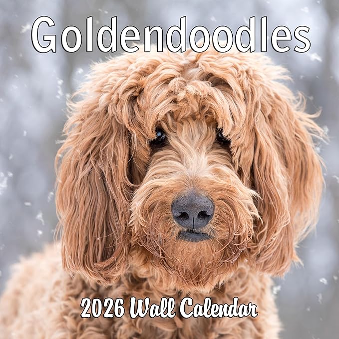 2026 Goldendoodles Monthly Wall Calendar | Cute Dog Calendar September 2025 - December 2026