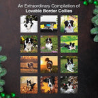 MICASA PRESS Border Collies 2026 Wall Calendar 12 Month | 12" x 24" Open | Thick & Sturdy Paper | Holiday Gift | Cute Puppy Dog Calendar 2026