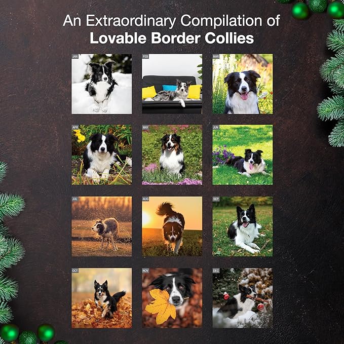MICASA PRESS Border Collies 2026 Wall Calendar 12 Month | 12" x 24" Open | Thick & Sturdy Paper | Holiday Gift | Cute Puppy Dog Calendar 2026
