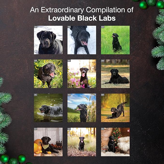 MICASA PRESS Black Labs 2026 Wall Calendar 12 Month | 12" x 24" Open | Thick & Sturdy Paper | Holiday Gift | Cute Labrador Retriever Puppy Dog Calendar 2026
