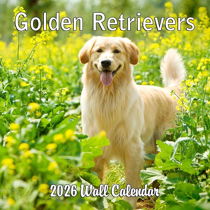 2026 Golden Retrievers Monthly Wall Calendar | Cute Dogs Calendar September 2025 - December 2026
