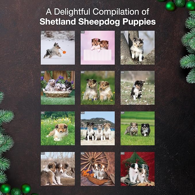 MICASA PRESS Shetland Sheepdog Puppies 2026 Wall Calendar 12 Month | 12" x 24" Open | Thick & Sturdy Paper | Holiday Gift | Cute Sheltie Puppy Dog Calendar 2026