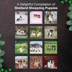 MICASA PRESS Shetland Sheepdog Puppies 2026 Wall Calendar 12 Month | 12" x 24" Open | Thick & Sturdy Paper | Holiday Gift | Cute Sheltie Puppy Dog Calendar 2026