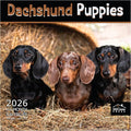 MICASA PRESS Dachshund Puppies 2026 Wall Calendar 12 Month | 12" x 24" Open | Thick & Sturdy Paper | Holiday Gift | Cute Puppy Weiner Dog Calendar 2026