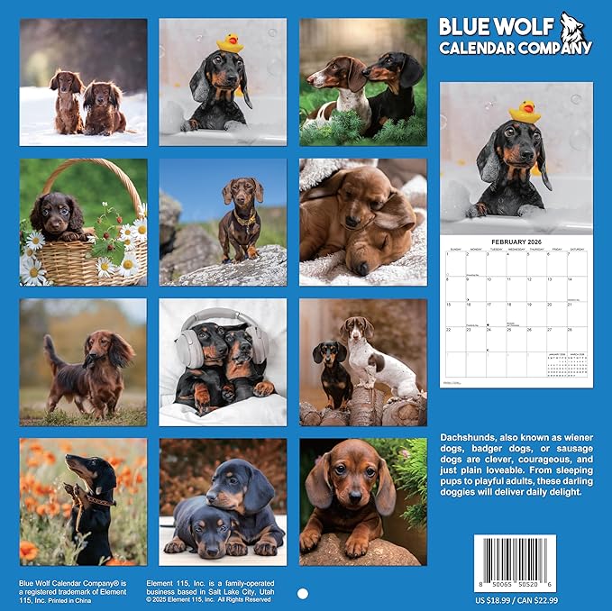 2026 Dachshunds Weiner Dog Monthly Wall Calendar | Wiener Dogs Calendar September 2025 - December 2026