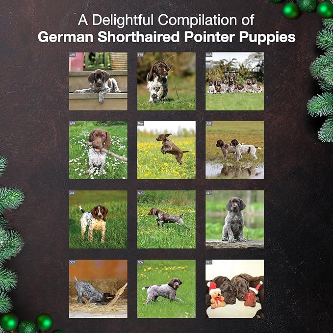 MICASA PRESS German Shorthaired Pointer Puppies 2026 Wall Calendar 12 Month | 12" x 24" Open | Thick & Sturdy Paper | Holiday Gift | Cute GSP Puppy Dog Calendar 2026