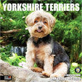 RED EMBER Yorkies Yorkshire Terriers 2026 Wall Calendar 12 Month | 12" x 24" Open | Thick & Sturdy Paper | Holiday Gift | Cute Puppy Dog Calendar 2026