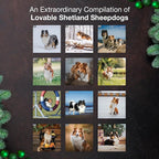 MICASA PRESS Shetland Sheepdogs 2026 Hangable Monthly Wall Calendar | 12" x 24" Open | Thick & Sturdy Paper | Holiday Gift | Cute Sheltie Puppy Dog Calendar 2026