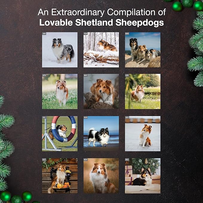 MICASA PRESS Shetland Sheepdogs 2026 Hangable Monthly Wall Calendar | 12" x 24" Open | Thick & Sturdy Paper | Holiday Gift | Cute Sheltie Puppy Dog Calendar 2026